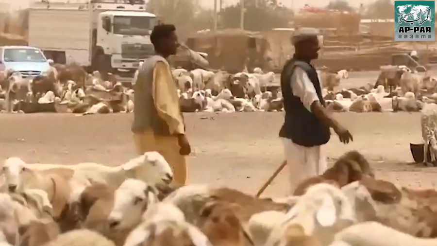 В Судане сохраняется огромный ресурс сельскохозяйственных животных, тогда как народу достаются кости